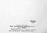 Synchytrium globosum image